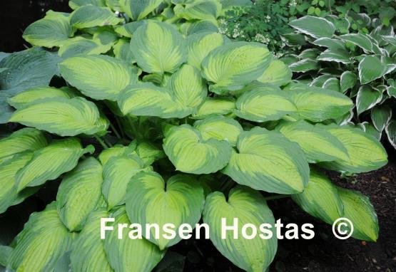 Hosta Summer Serenade